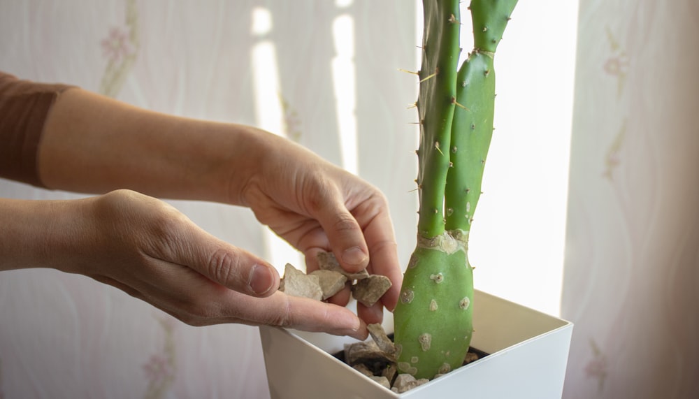 person holding green fruit with brown dried leaf