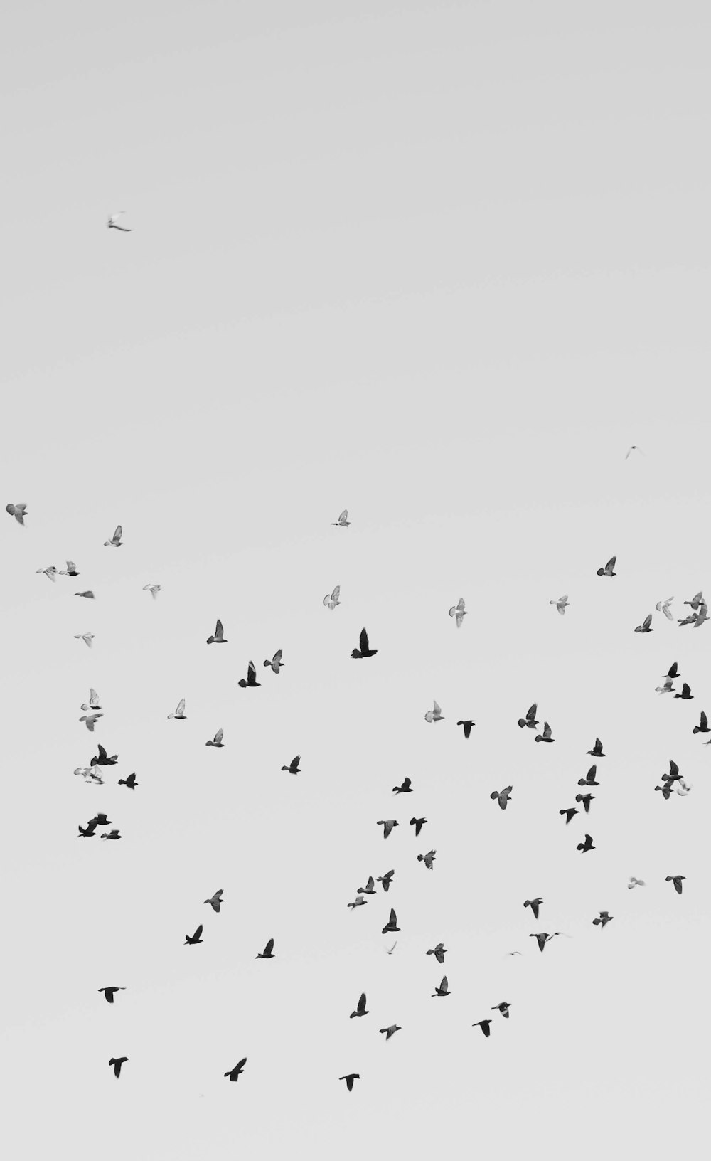 Vogelschwarm, der tagsüber am Himmel fliegt