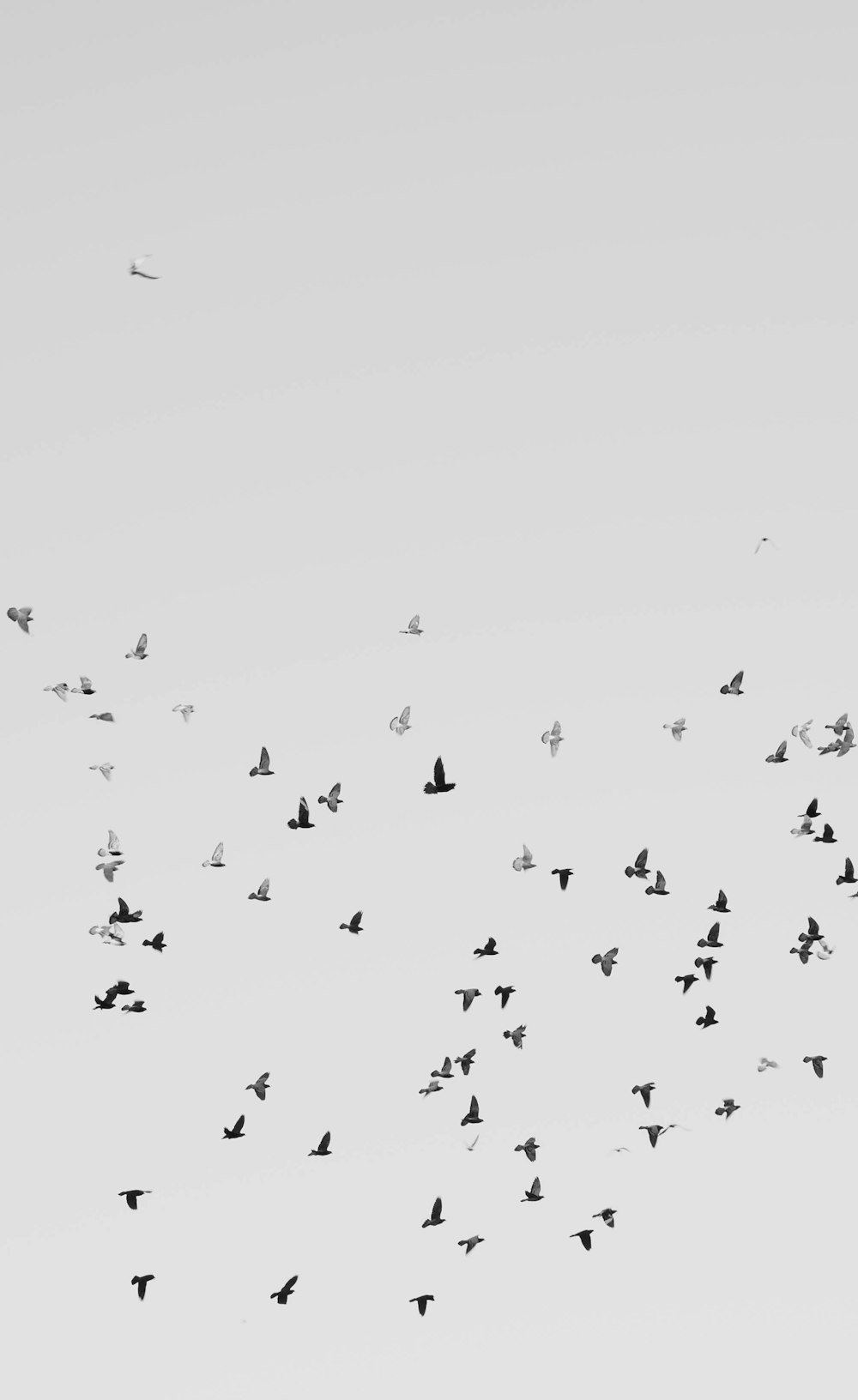 bandada de pájaros volando en el cielo durante el día