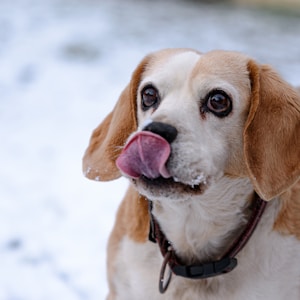 小猎犬号