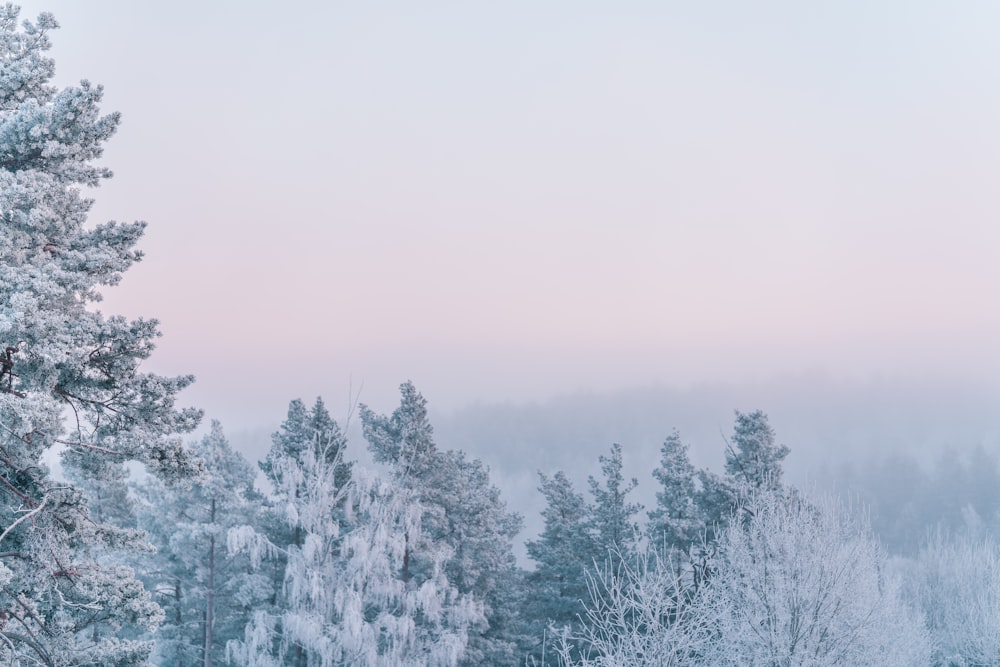 árboles cubiertos de nieve durante el día