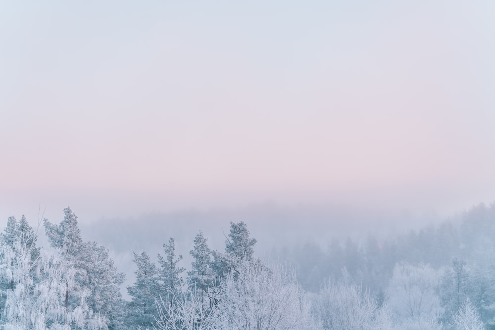 snow covered trees during daytime