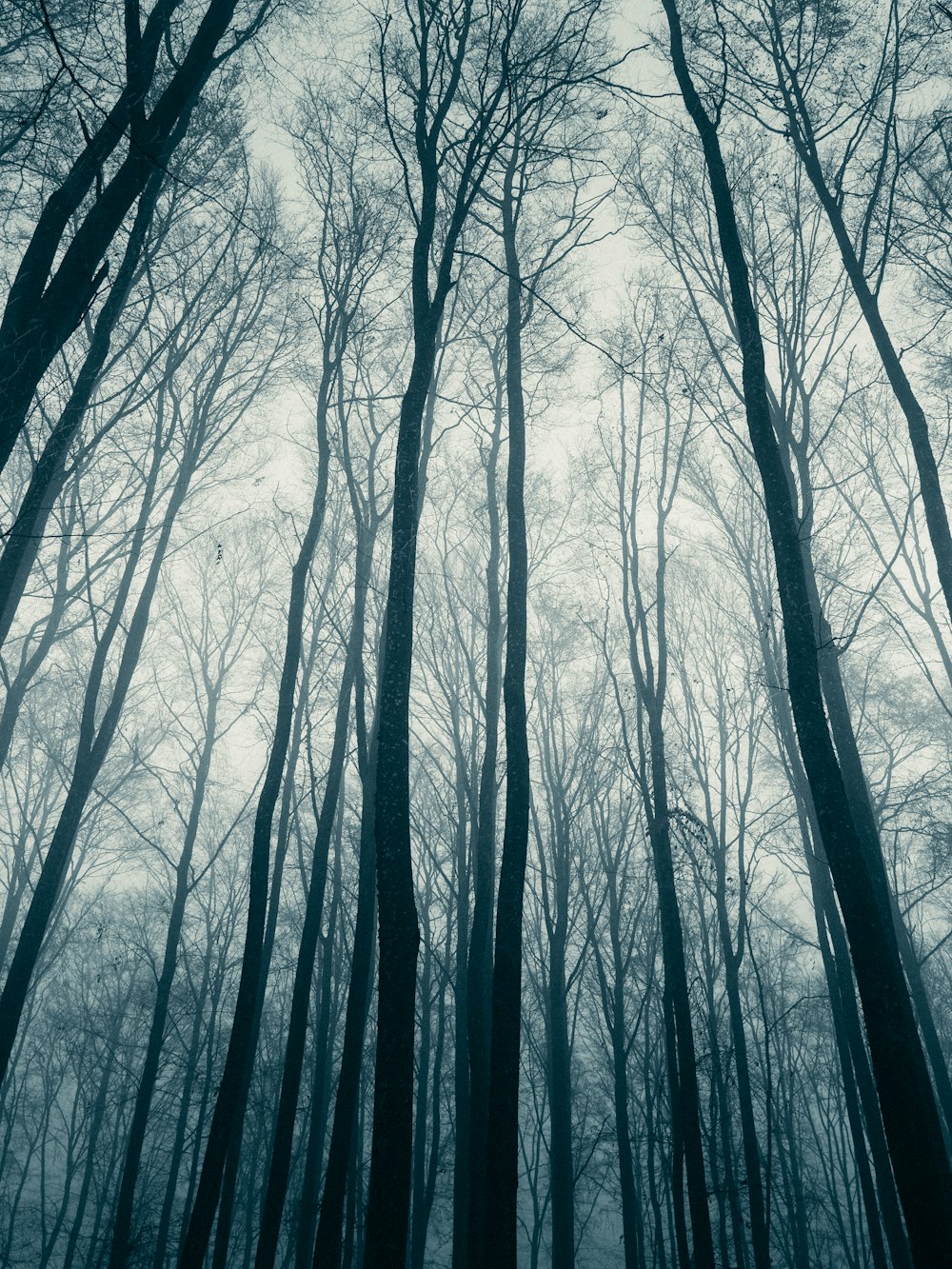 bare trees covered with snow