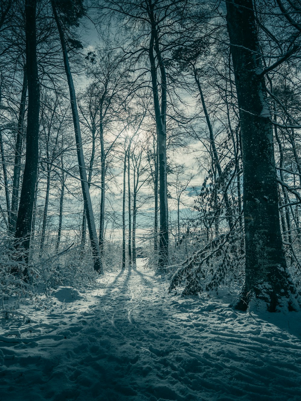 snow covered trees during daytime