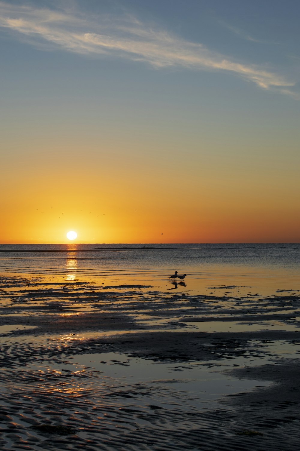 Silueta de pájaros en la playa durante la puesta del sol