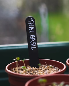 Fresh Basil Plant