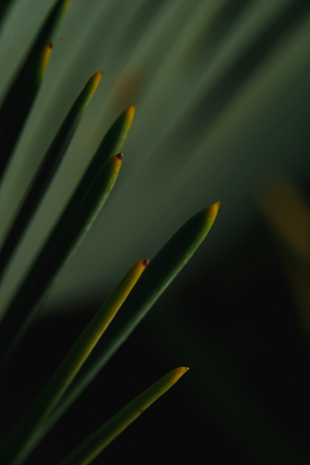 green plant in close up photography