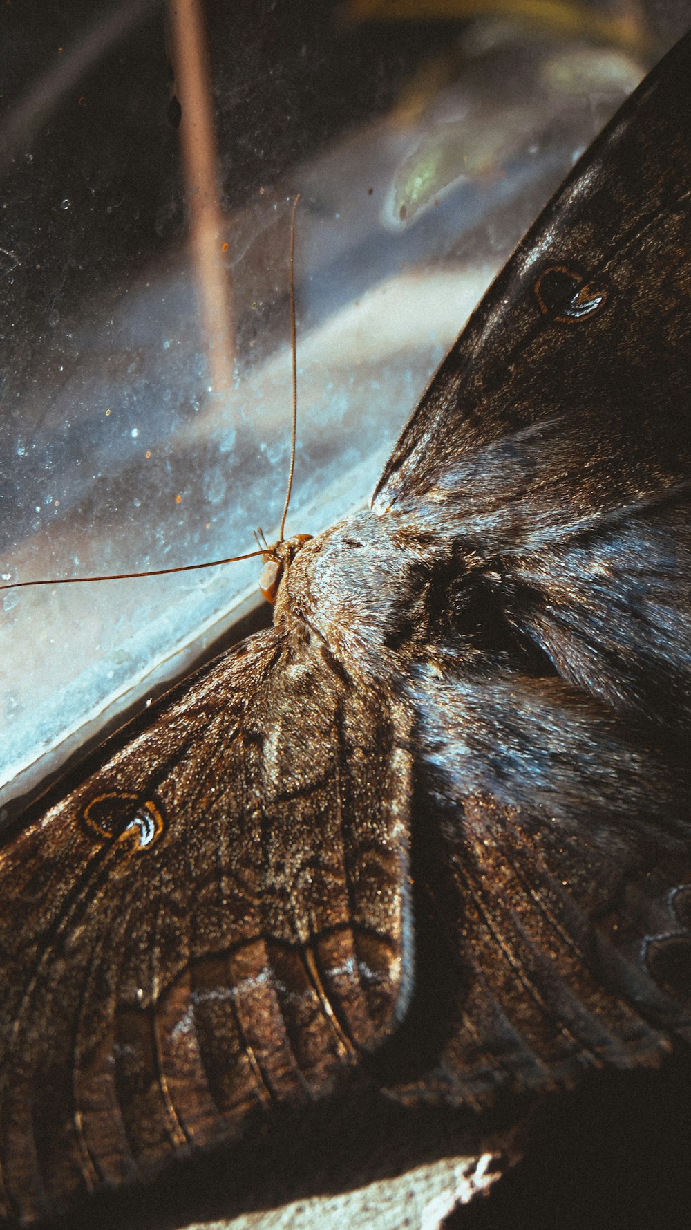 brown and black butterfly on glass