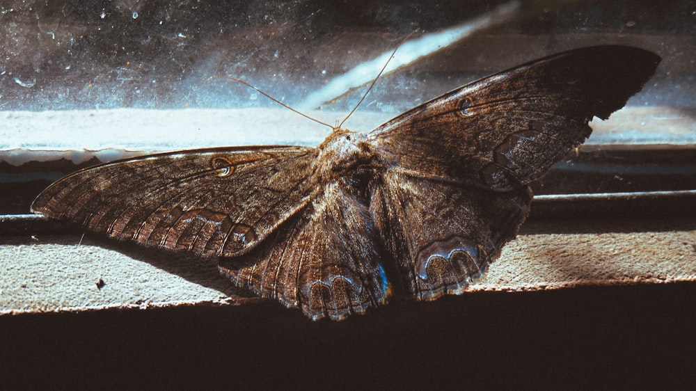 brown and black butterfly on glass