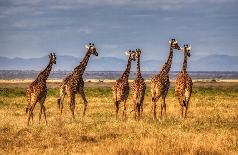 group of giraffes on brown grass field during daytime