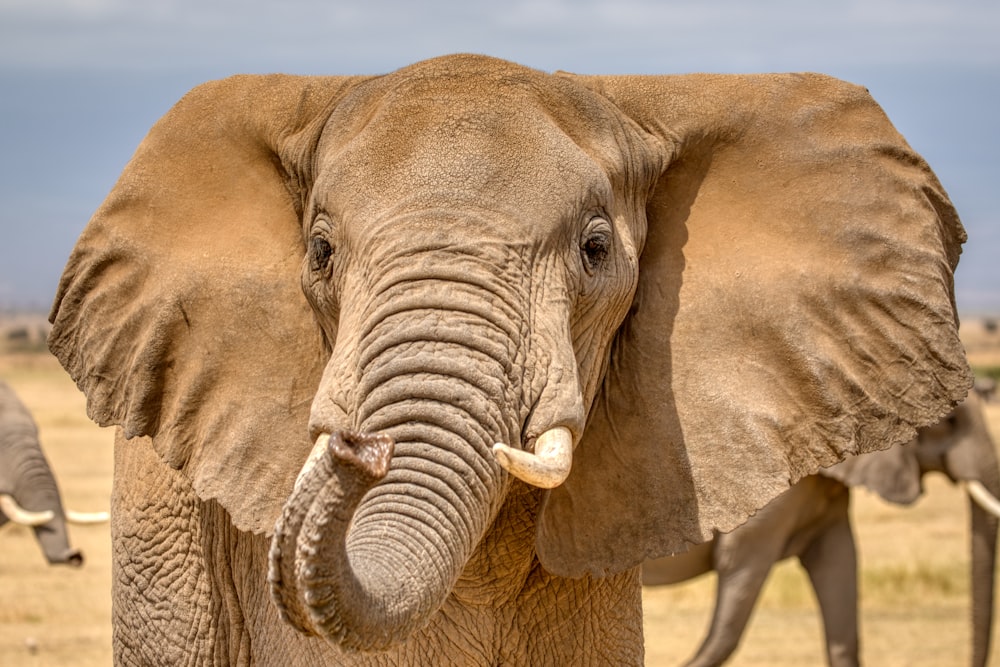 brown elephant standing on brown soil during daytime