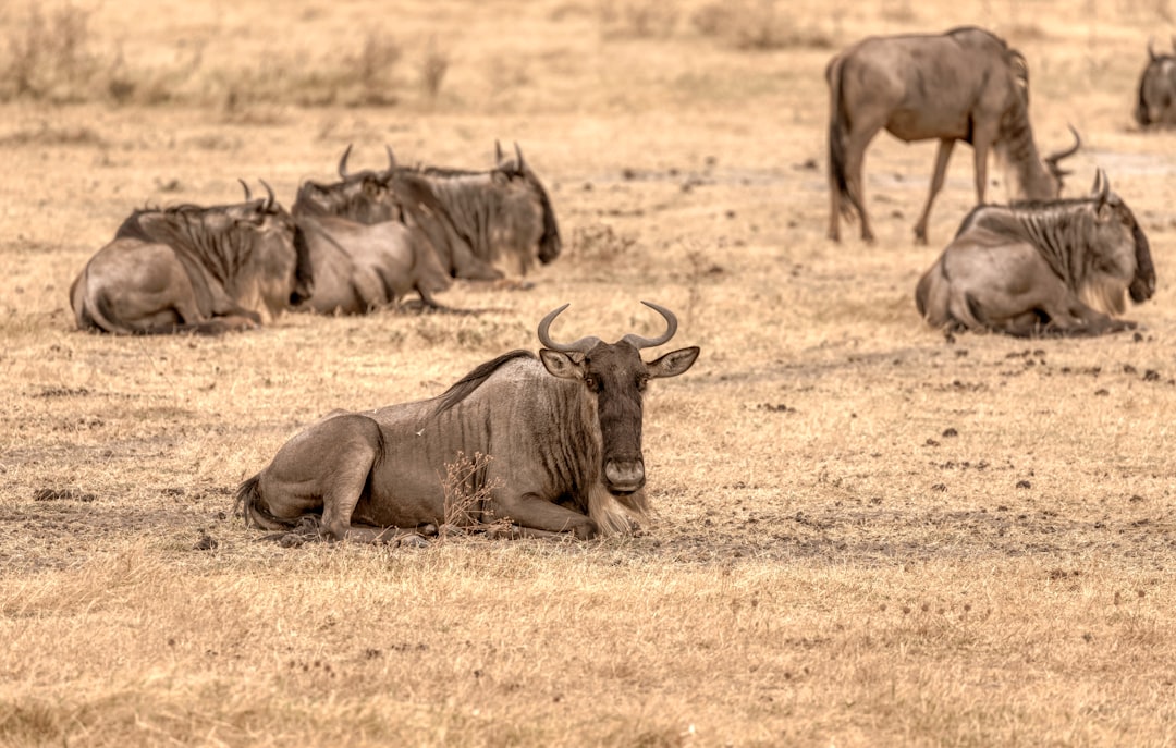 brown rhinoceros on brown field during daytime