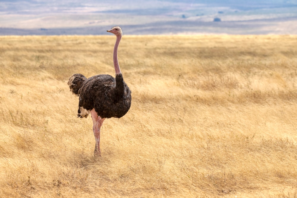 avestruz preto no campo de grama marrom durante o dia