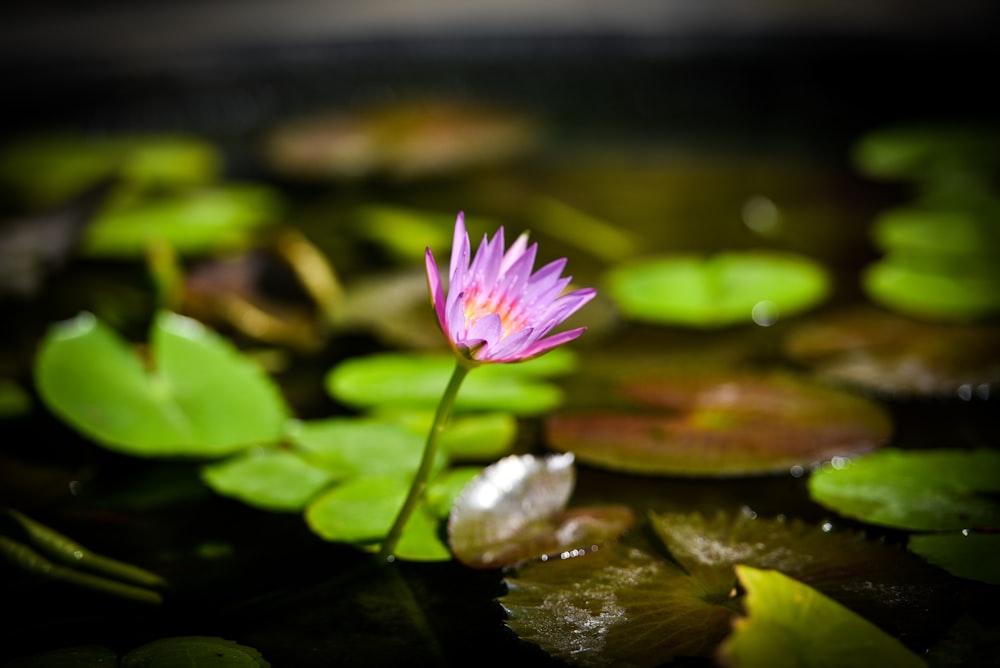 purple lotus flower on water