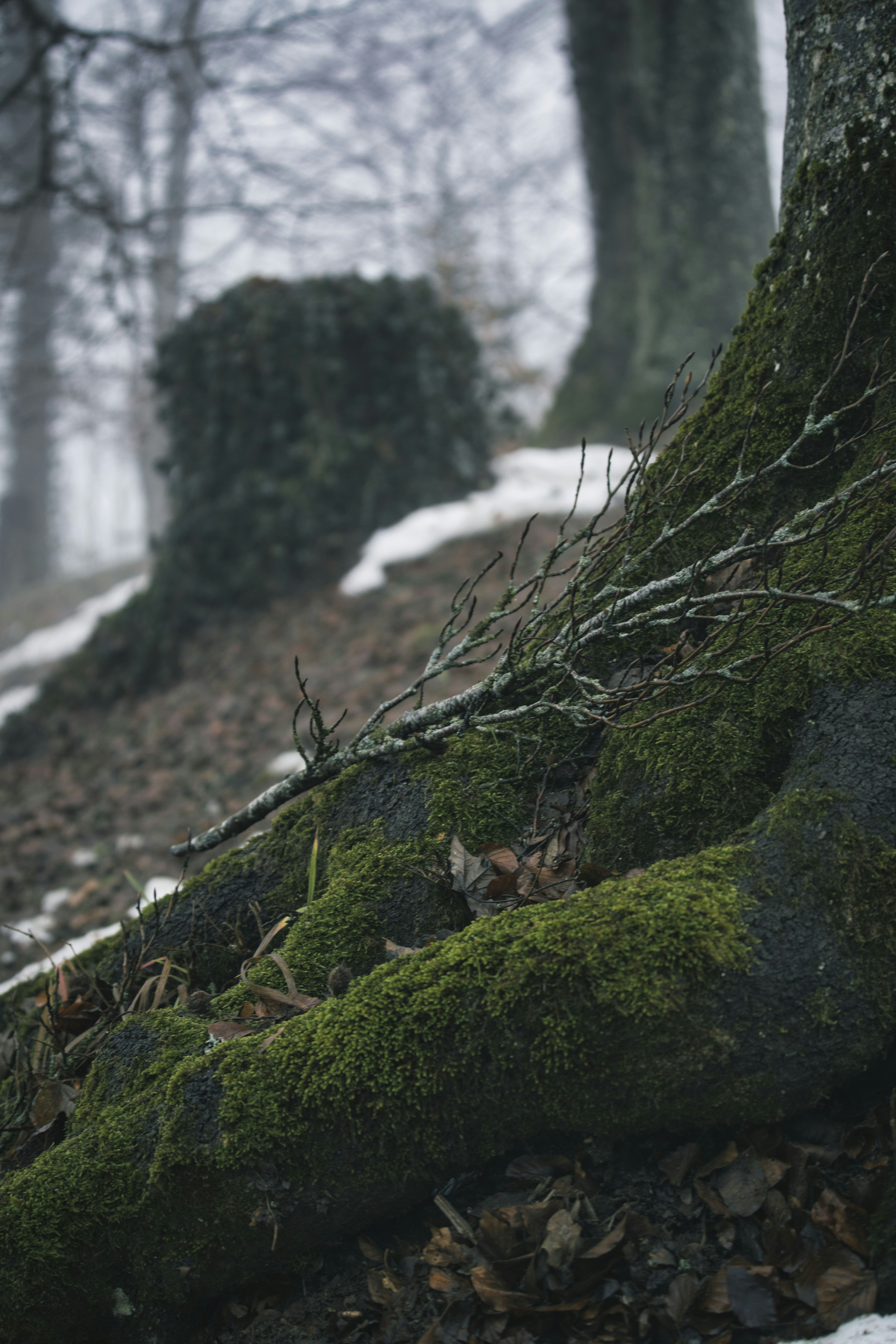Photo by opohmelka