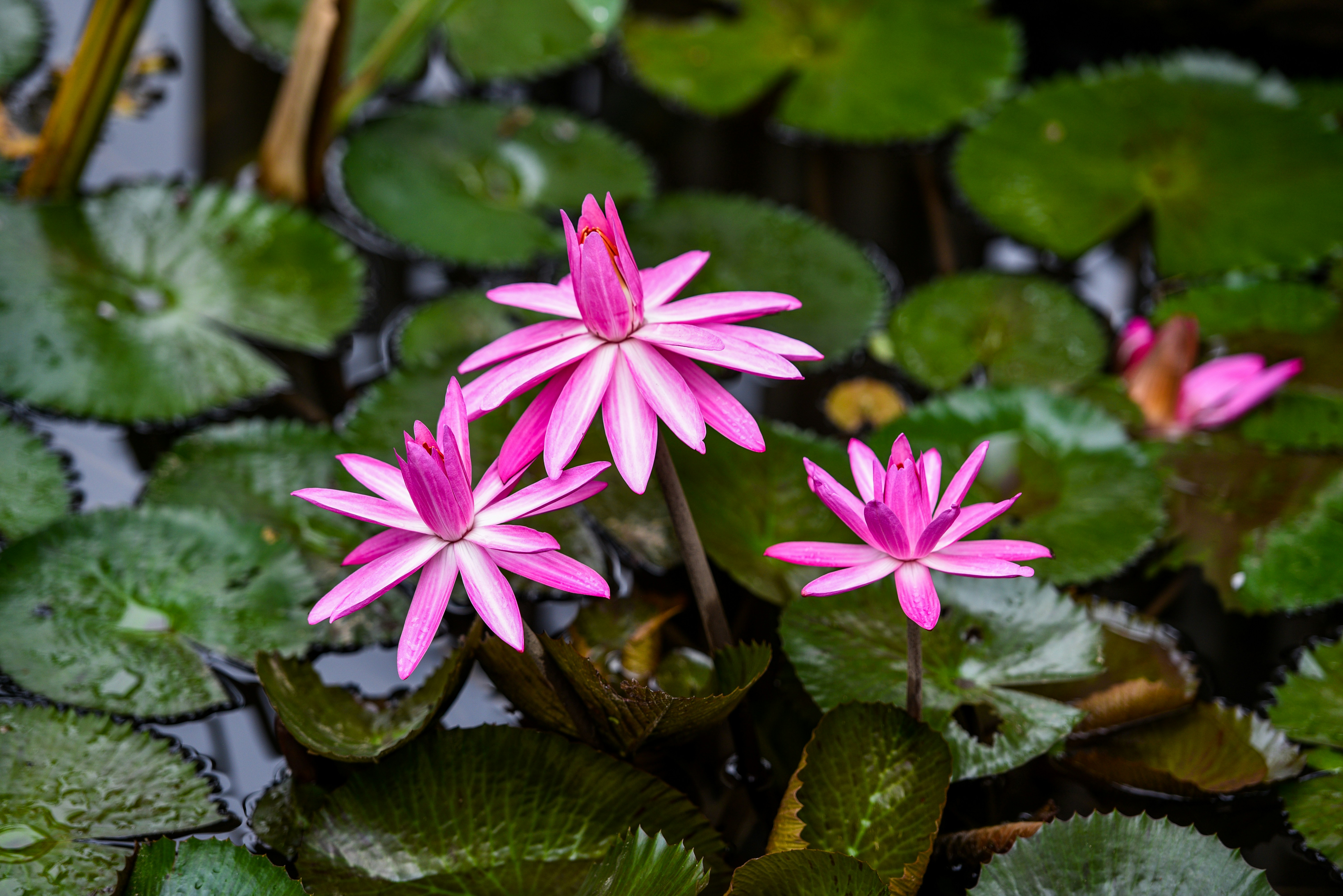 緑の葉にピンクの花の写真 Unsplashで見つけるインドネシアの無料写真