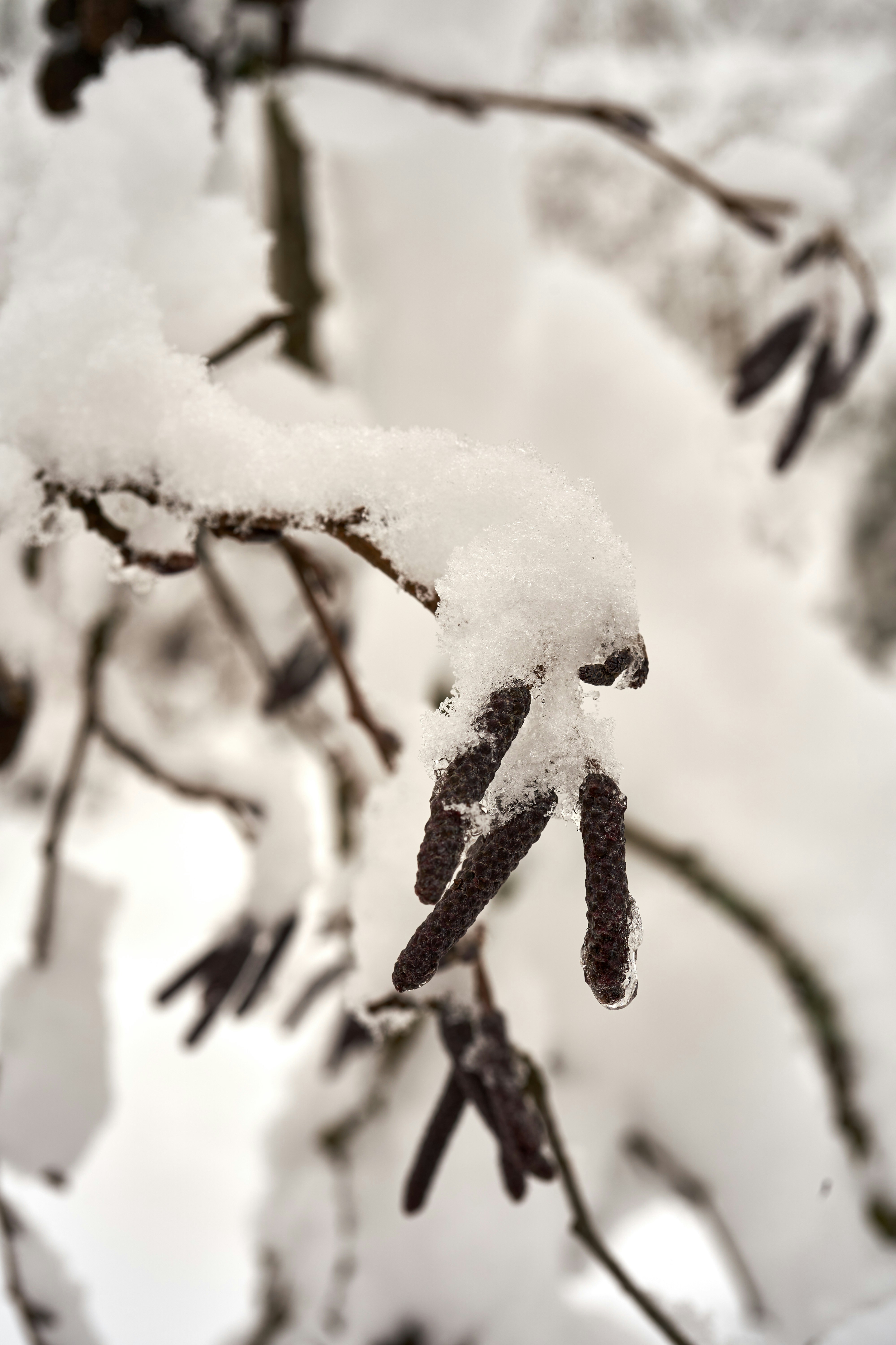 Photo by wolfgang_hasselmann