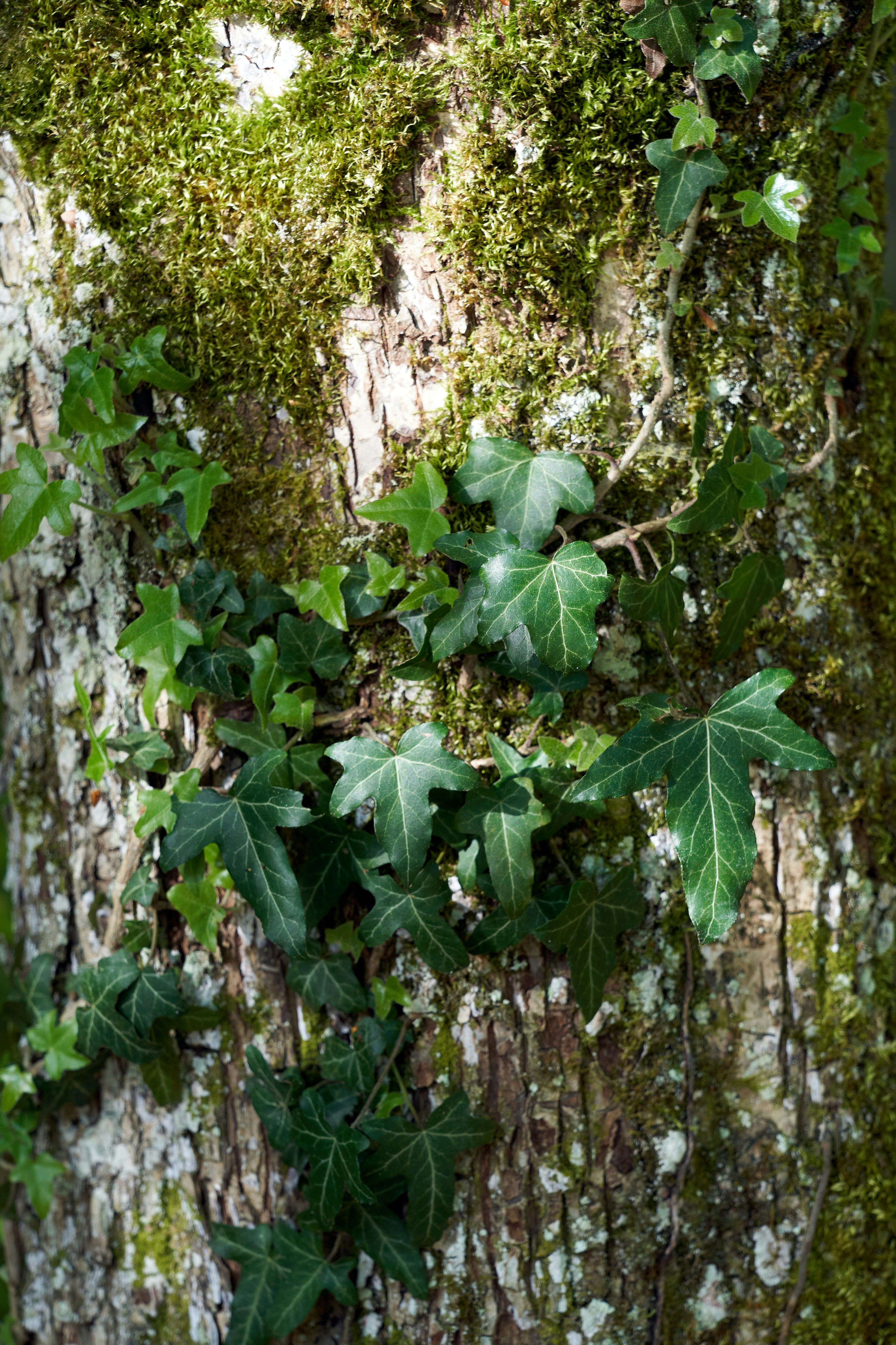 Photo by wolfgang_hasselmann