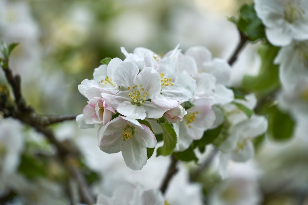 white cherry blossom in close up photography