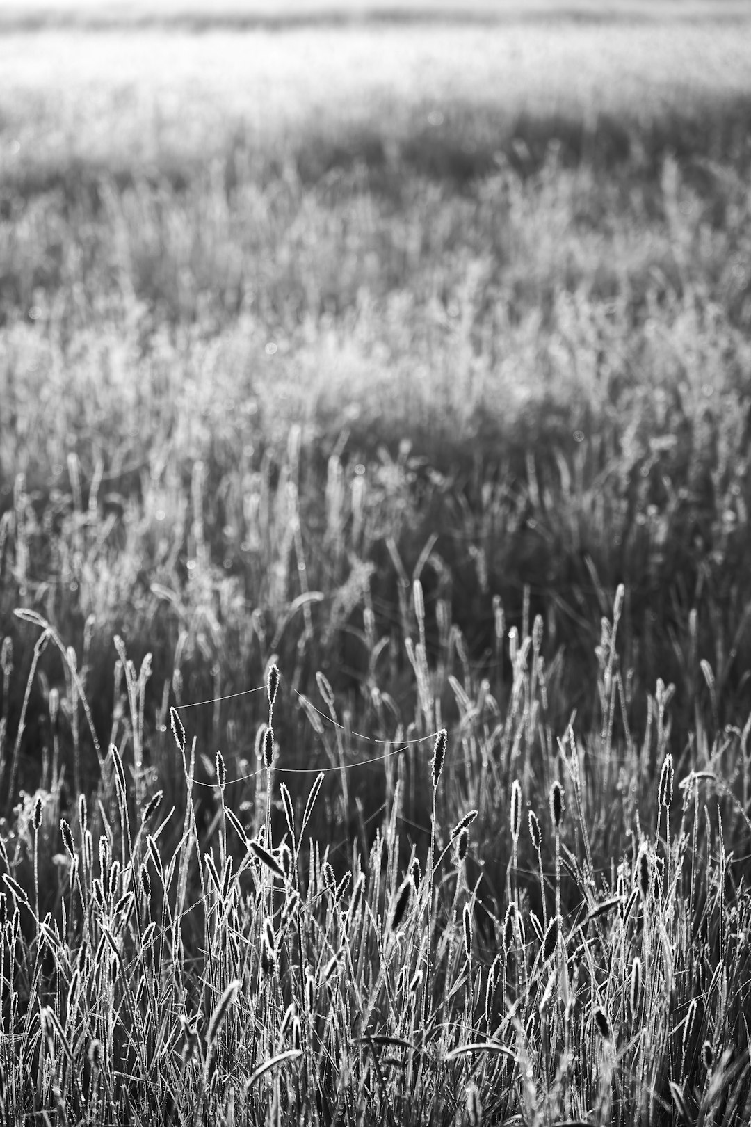 grayscale photo of grass field