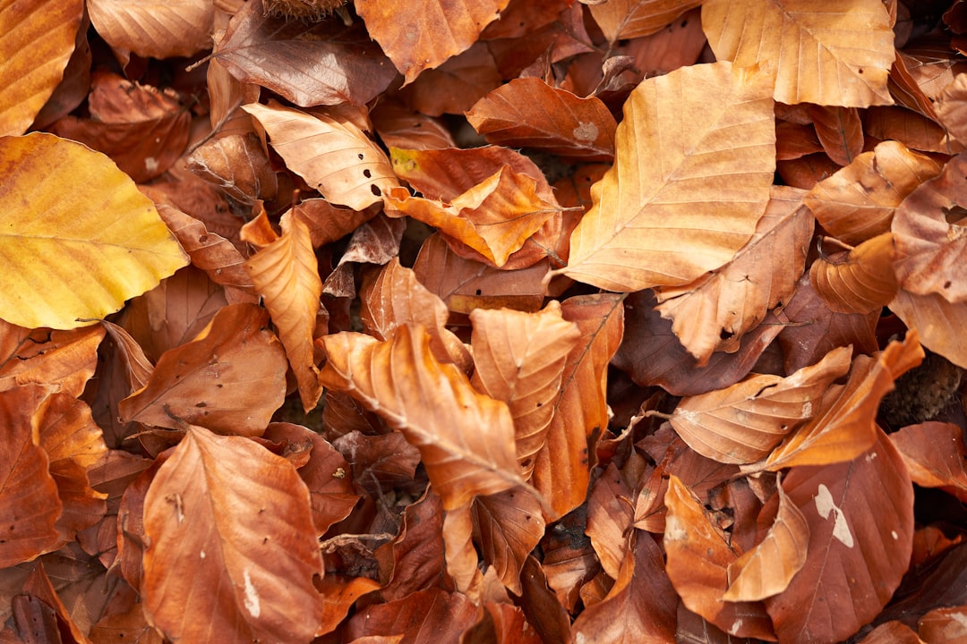 brown dried leaves on ground