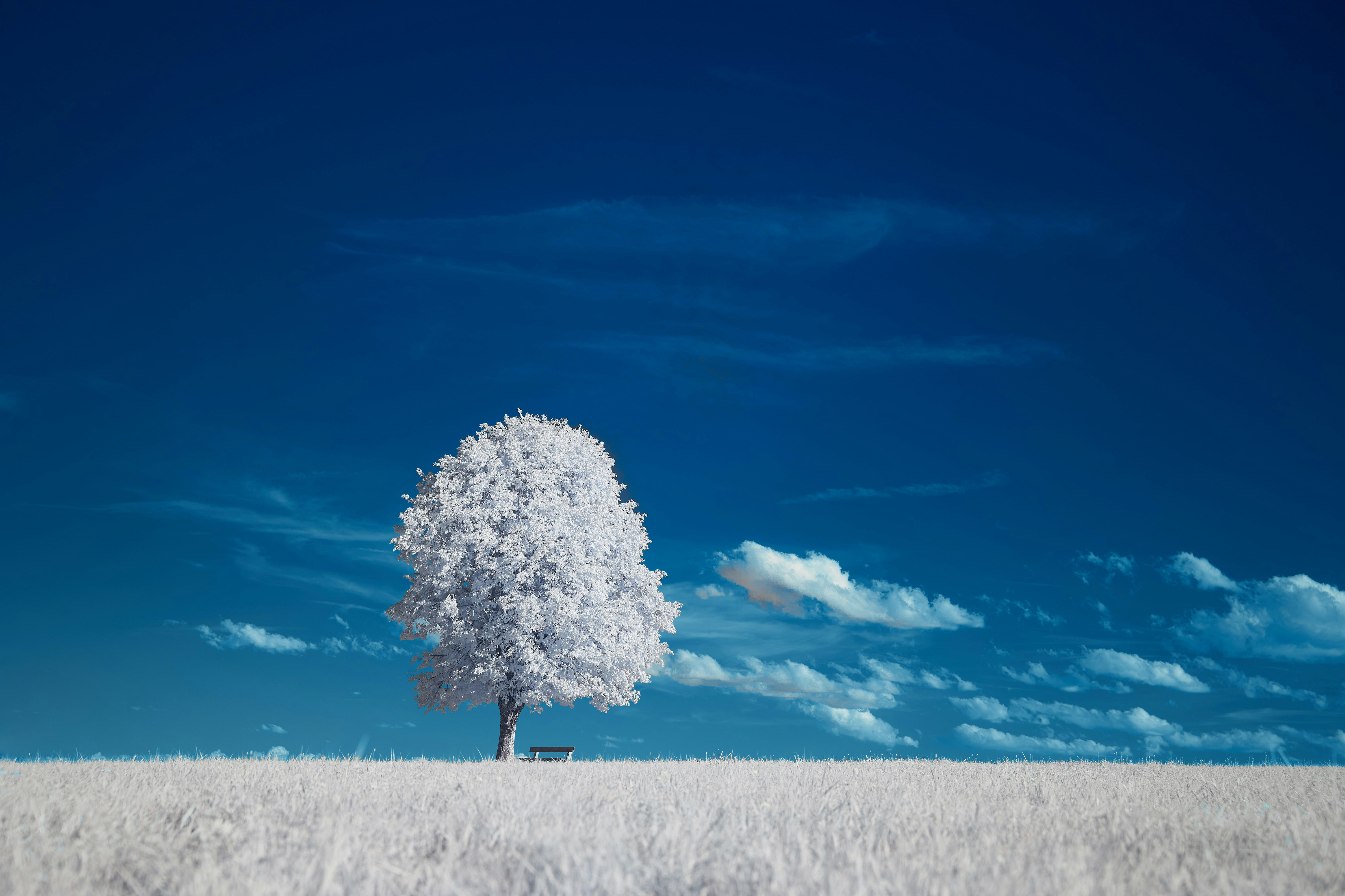 Photo by wolfgang_hasselmann