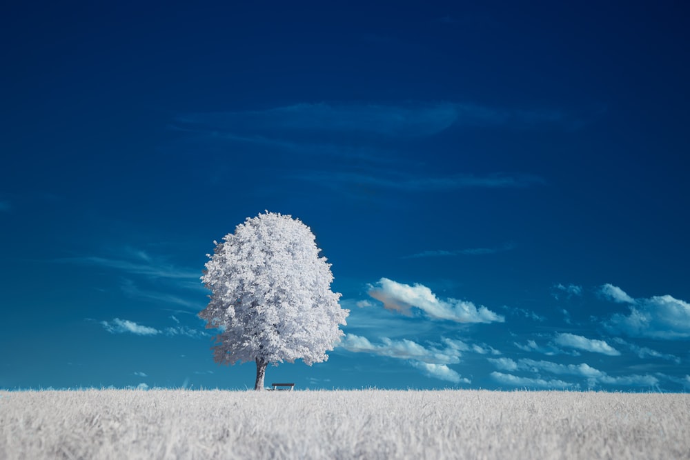 árvore branca no chão coberto de neve sob o céu azul durante o dia