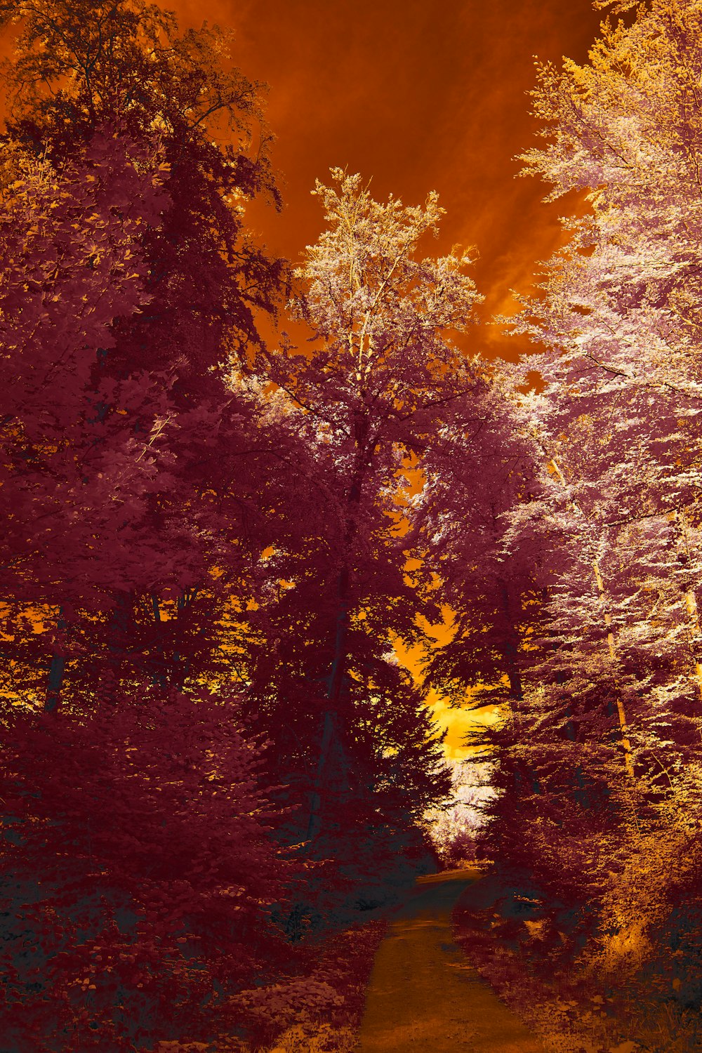 brown trees under blue sky during daytime