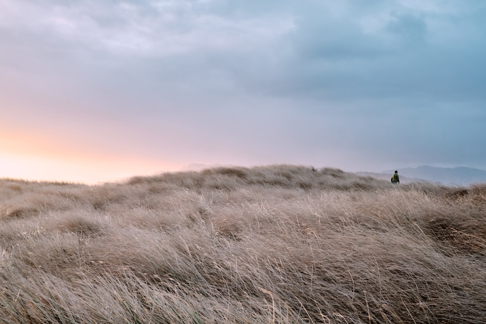 person walking on brown grass field during daytime