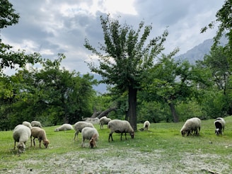 a herd of sheep grazing on a lush green field