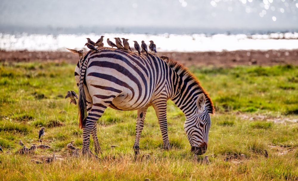 zebra walking on green grass field during daytime