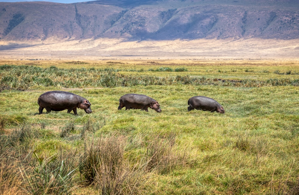 black rhinoceros on green grass field during daytime