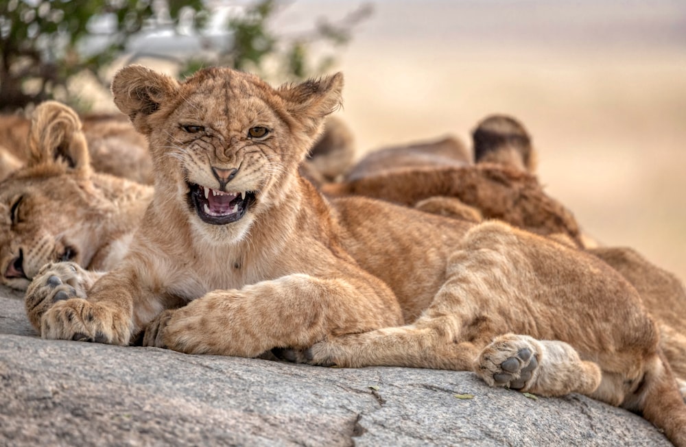 brown lioness lying on brown rock during daytime