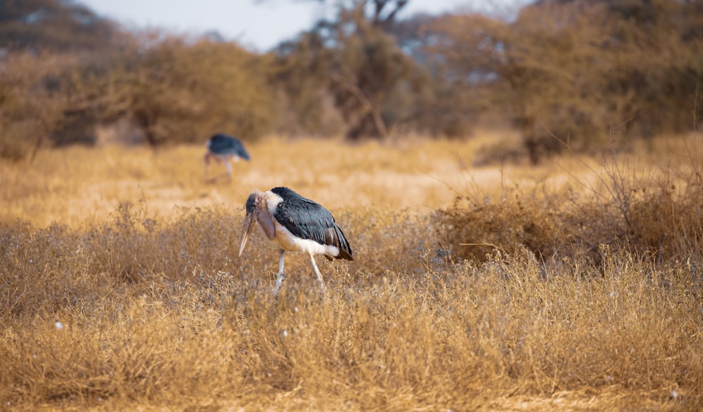 black and white stork on brown grass field during daytime