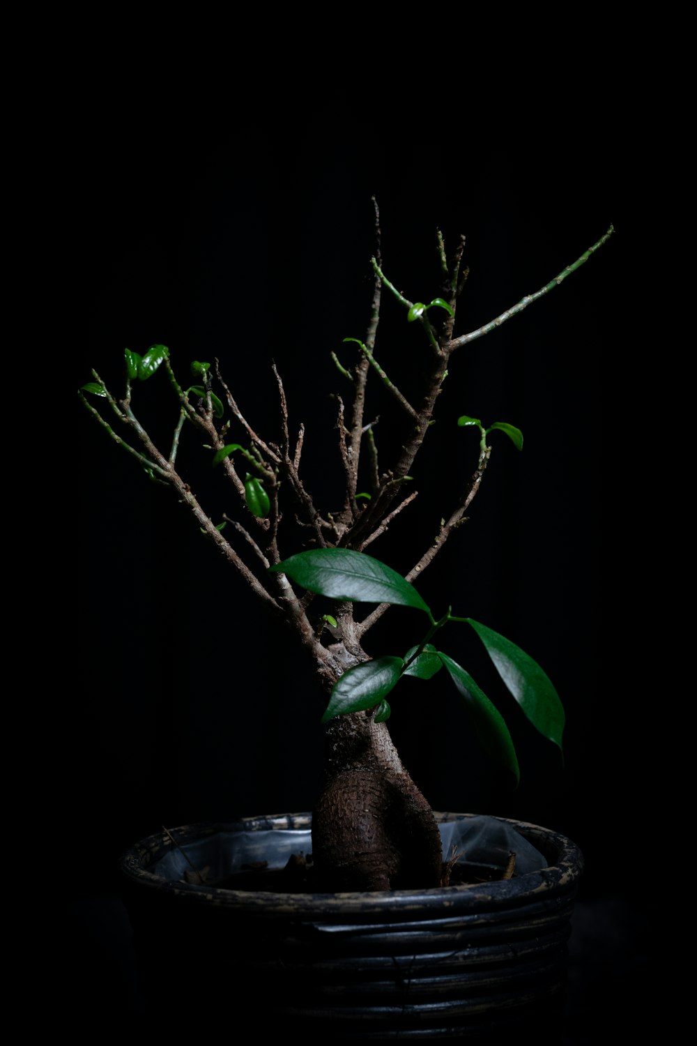 green plant on black pot