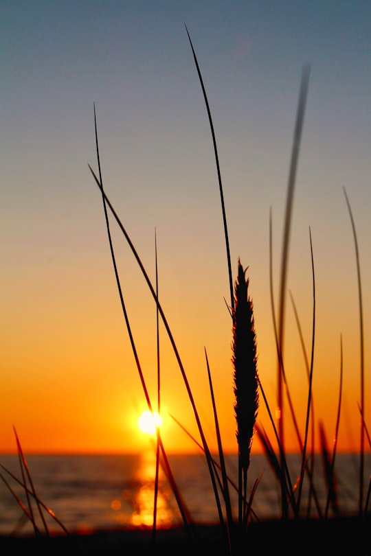 silhouette of grass during sunset in Saulkrasti Latvia