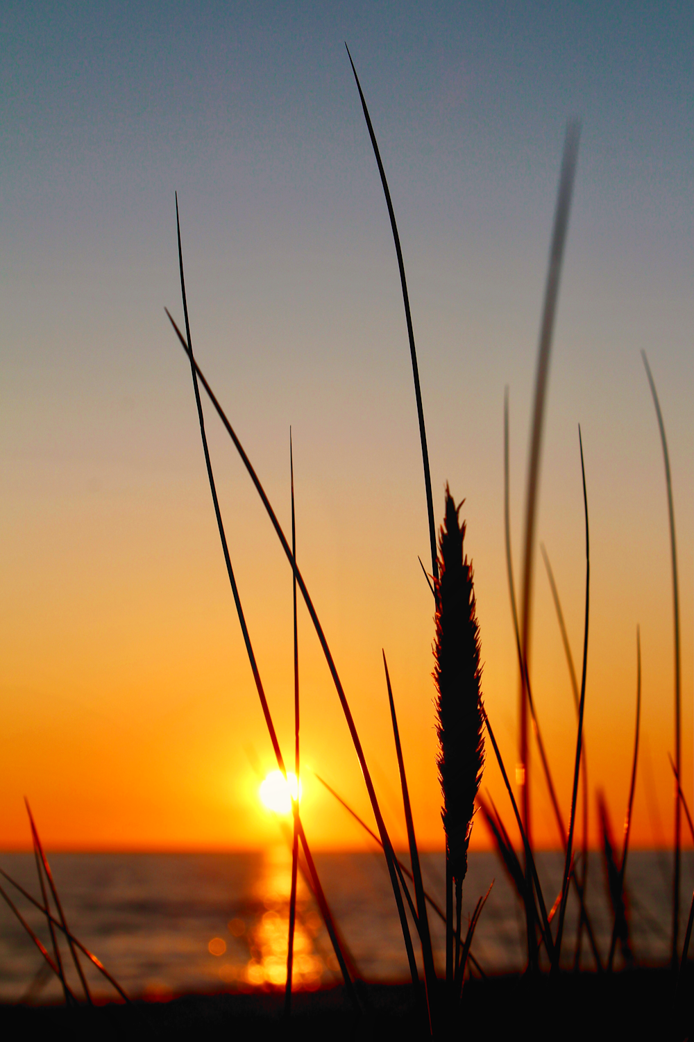 silhueta da grama durante o pôr do sol