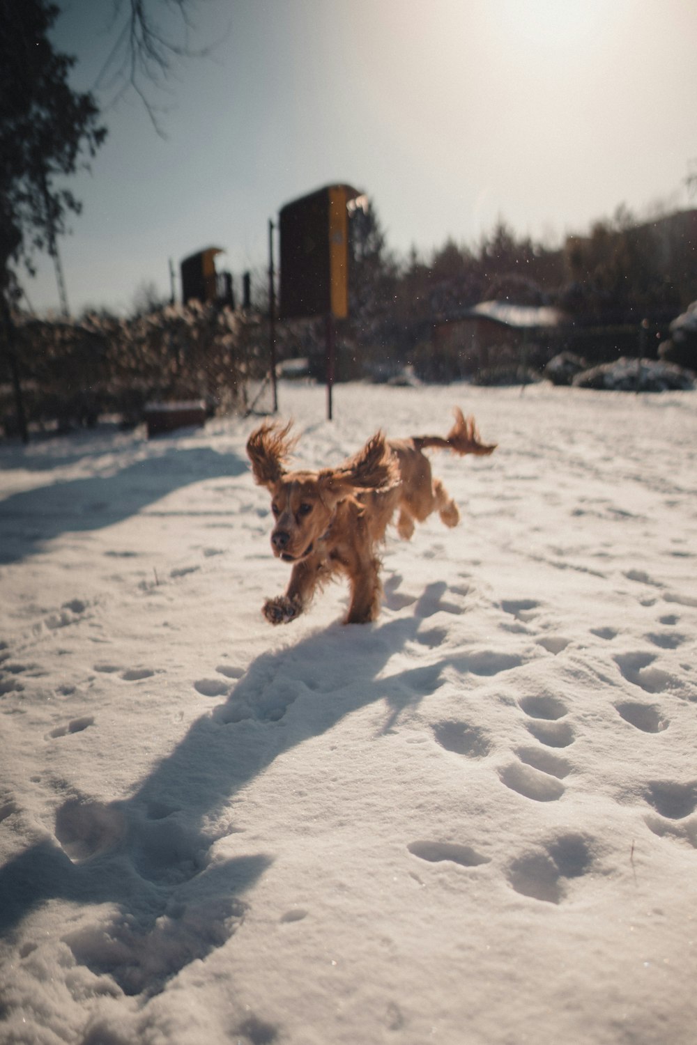 brown long coated dog running on snow covered ground during daytime