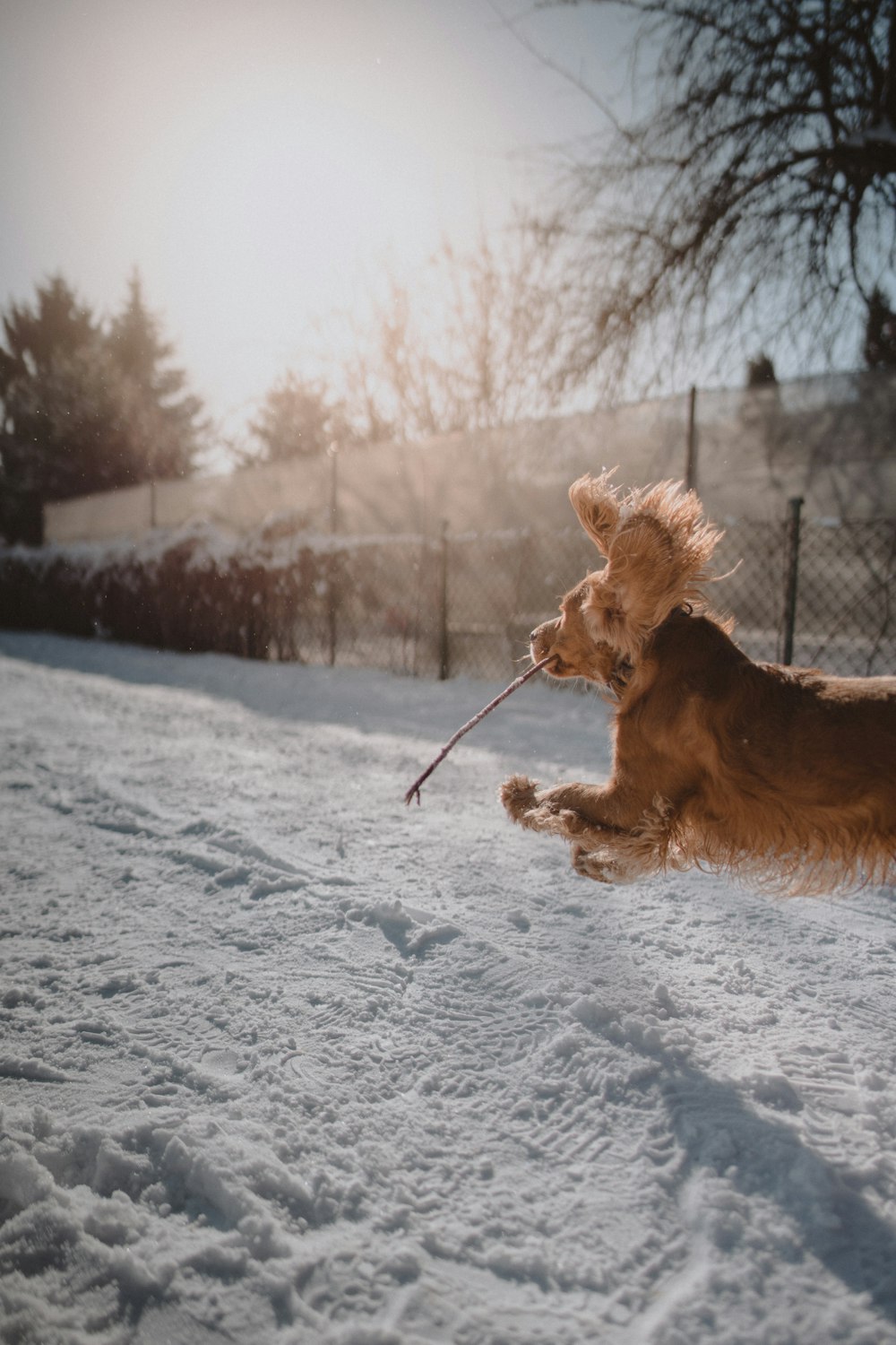 낮 동안 눈 덮인 땅에서 달리는 갈색 긴 코팅 개