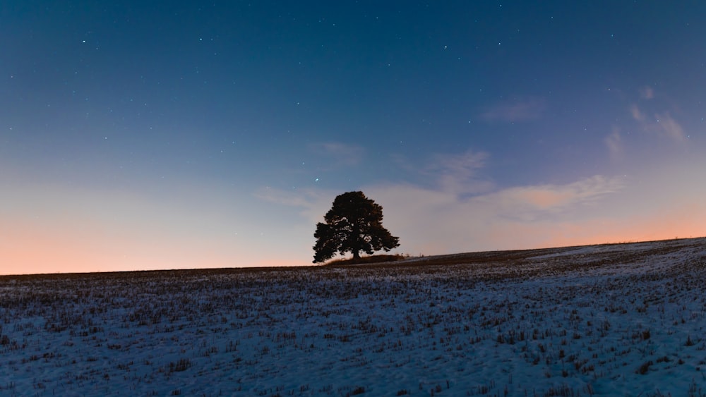 tree in the middle of snow covered field under blue sky during daytime