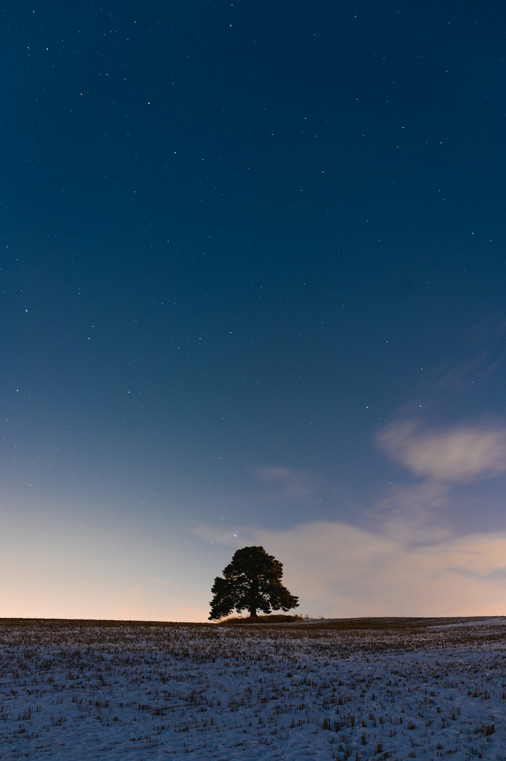 silhouette of tree under blue sky during daytime