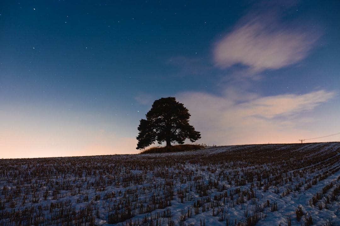 green tree on white field under blue sky during daytime