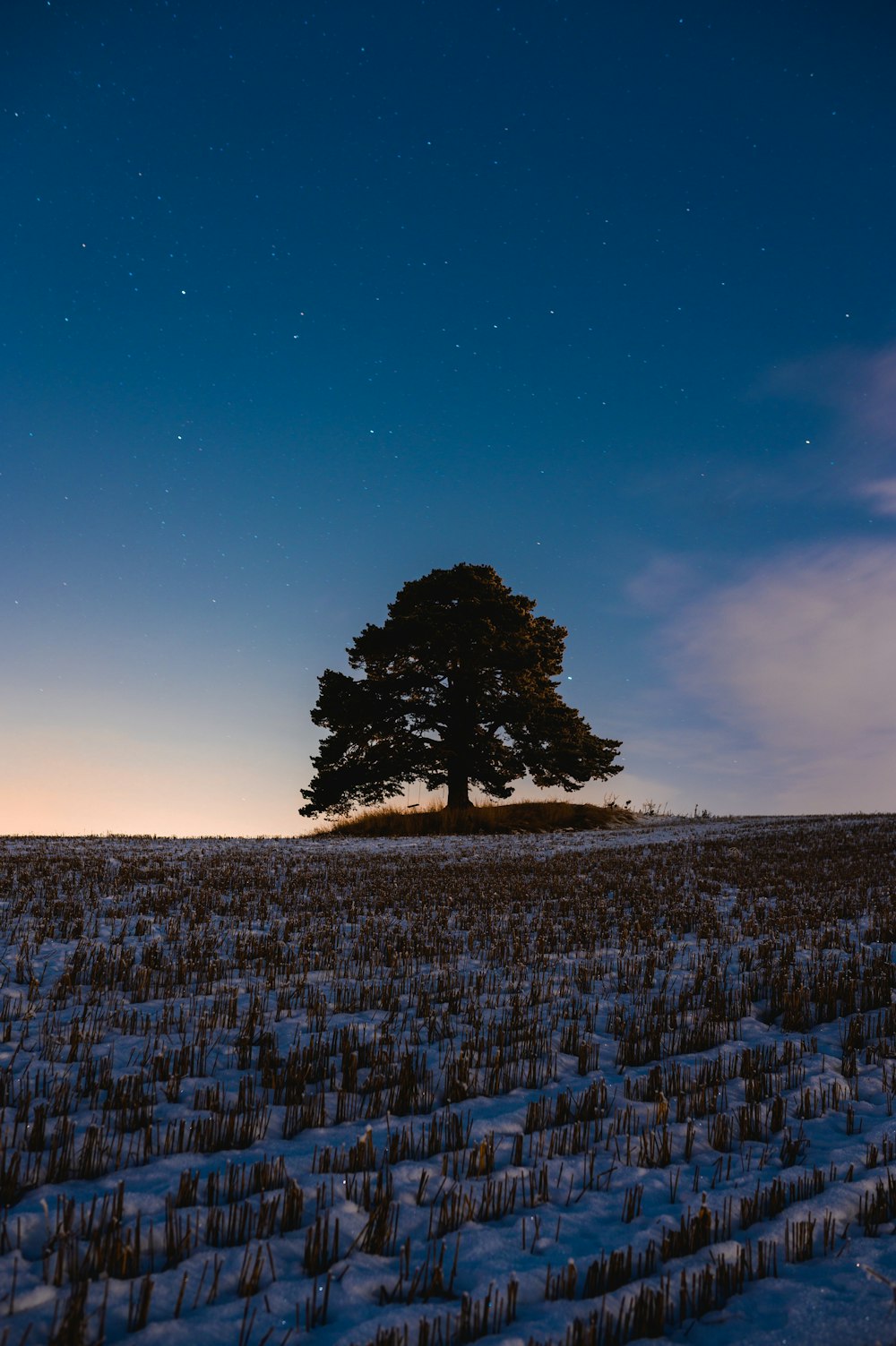 green tree on snow covered ground under blue sky during night time