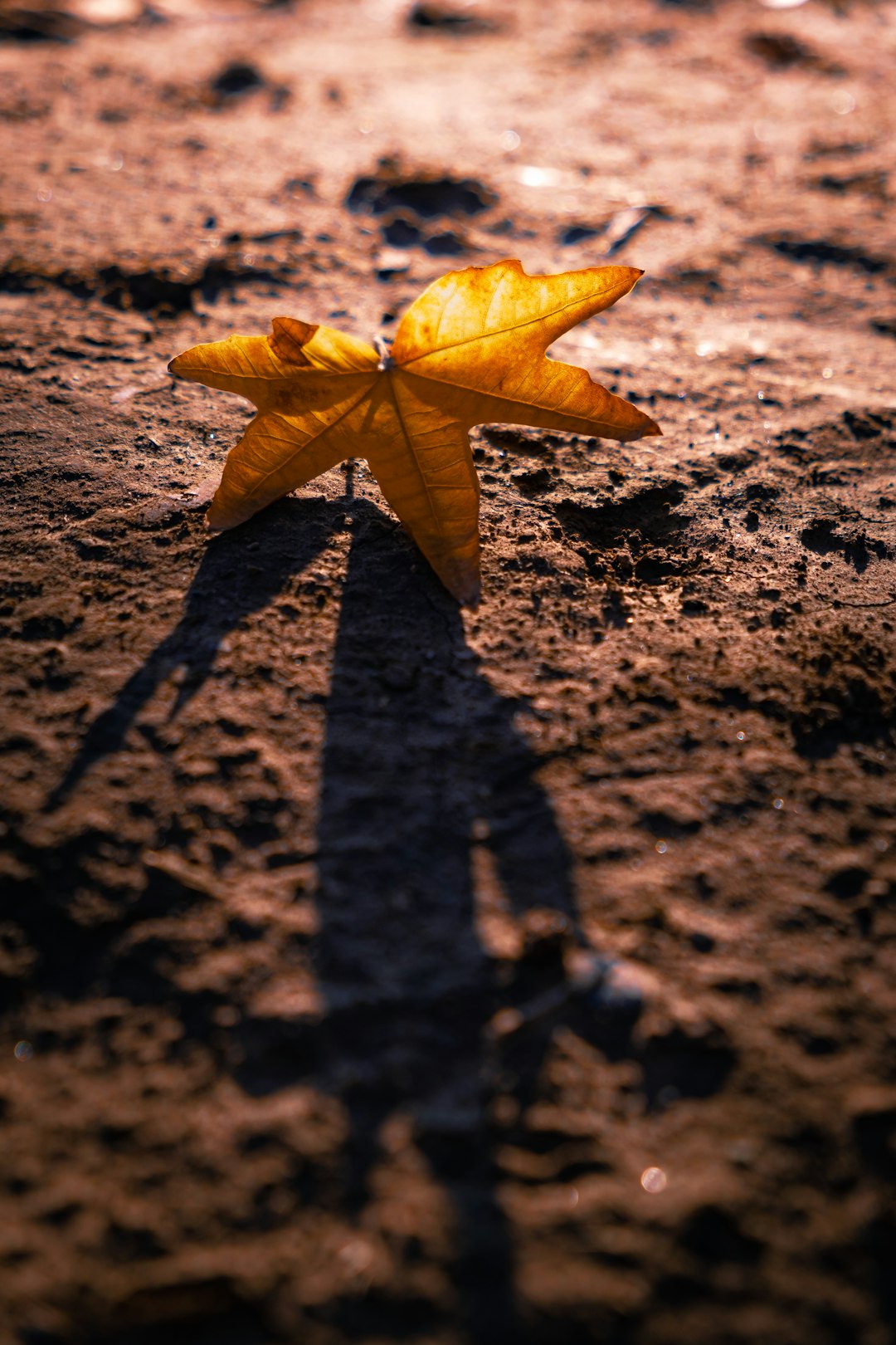 yellow maple leaf on brown sand during daytime