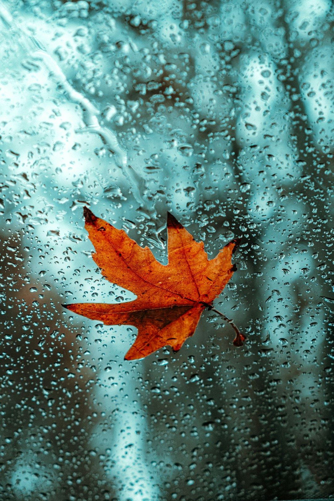 brown maple leaf on glass window