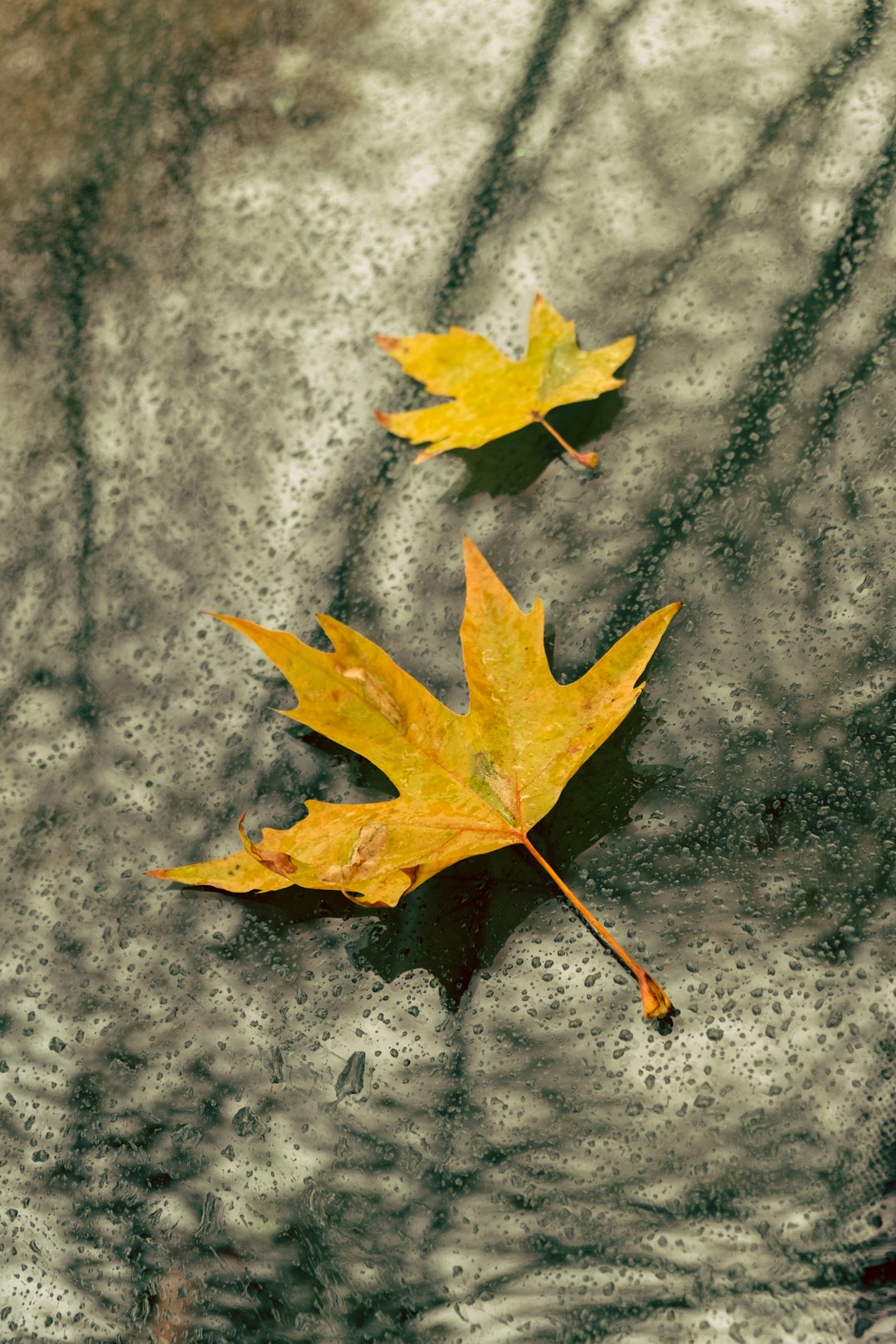 yellow maple leaf on gray concrete wall