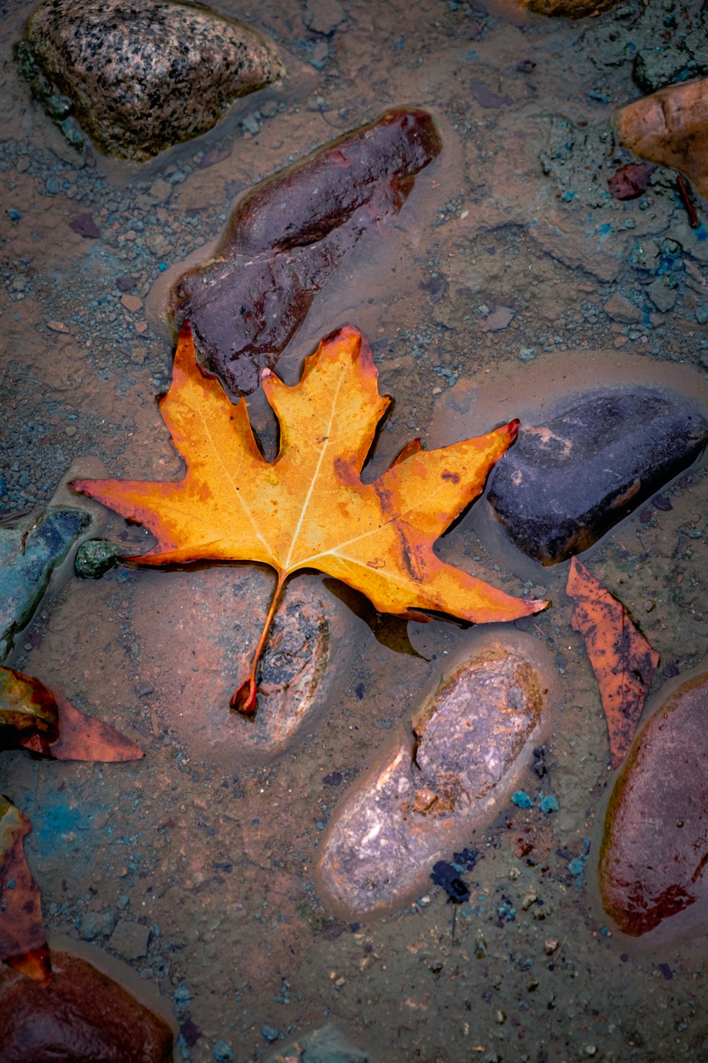 brown leaf on gray concrete floor