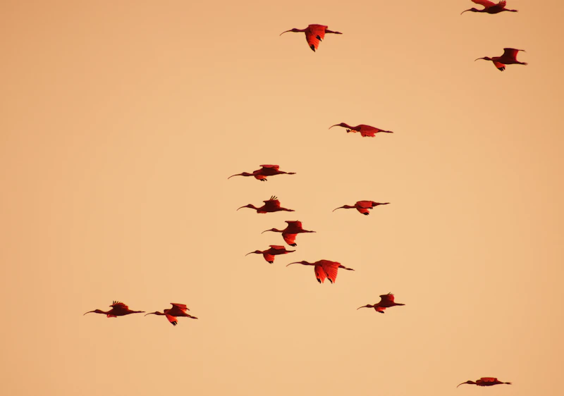 Scarlet Ibis (Eudocimus ruber)