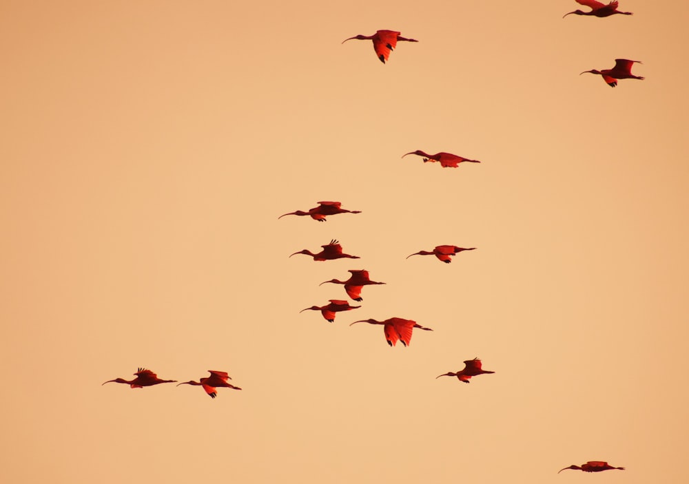 flock of birds flying during daytime