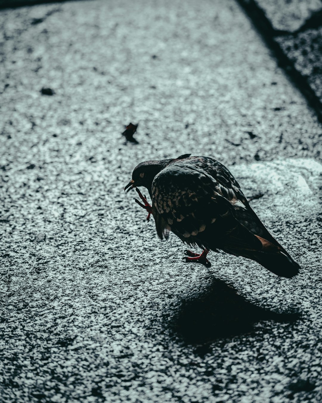 black and brown bird on gray concrete floor